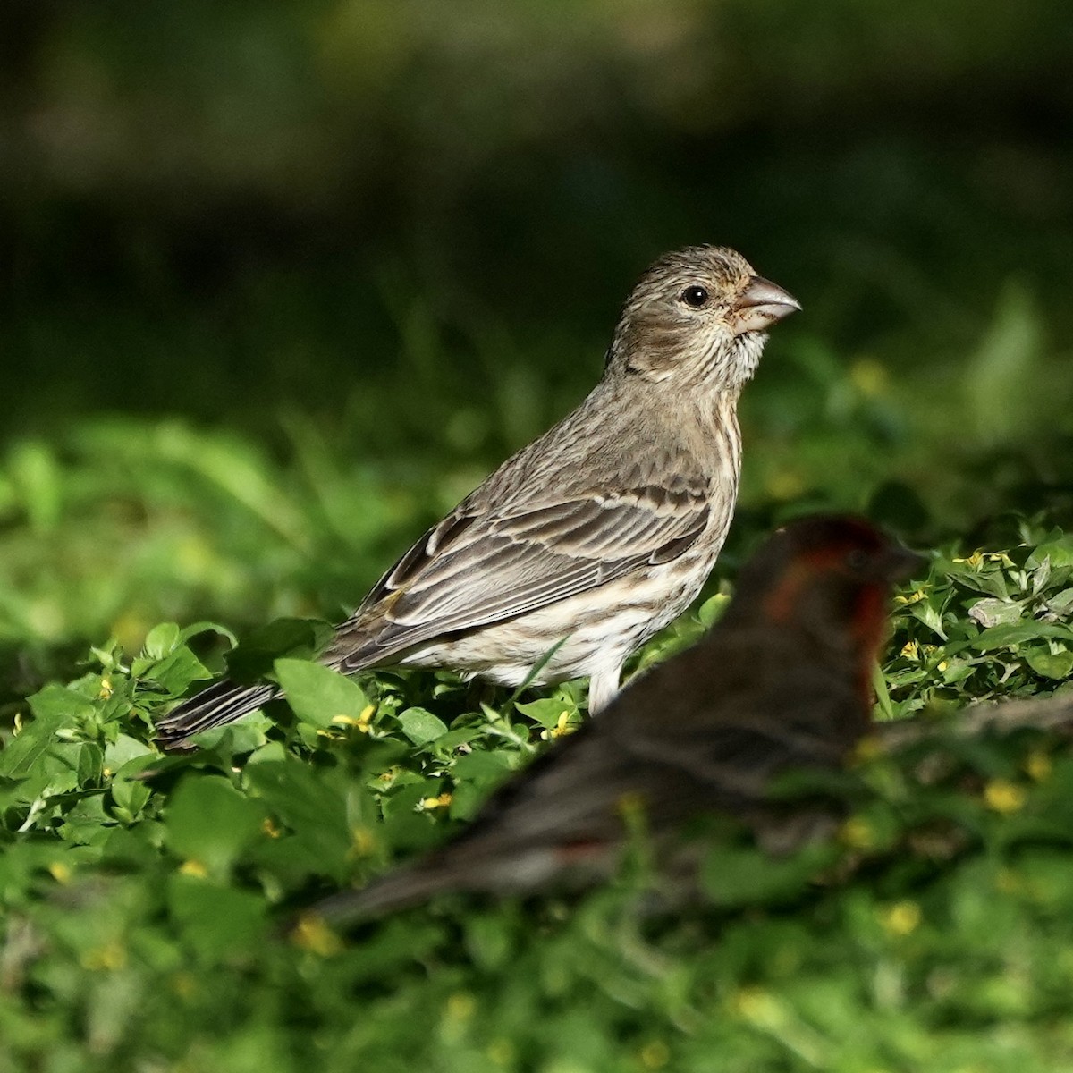 House Finch - ML615702151