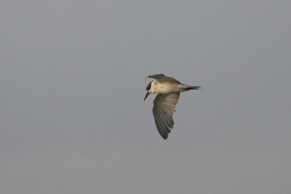 Whiskered Tern - ML615702169