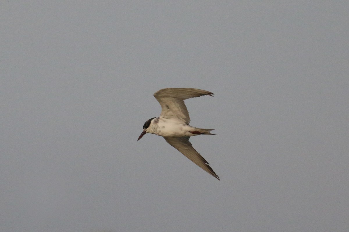 Whiskered Tern - ML615702170