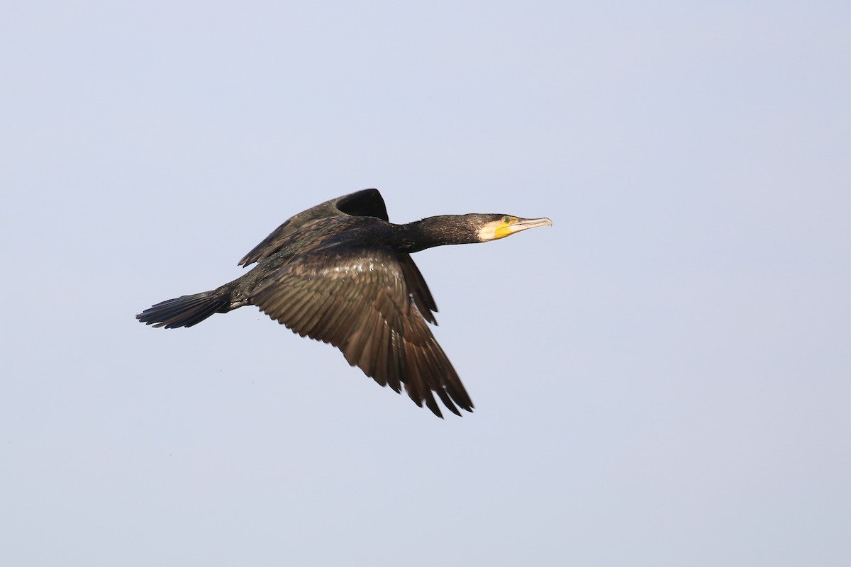 Great Cormorant - ML615702217