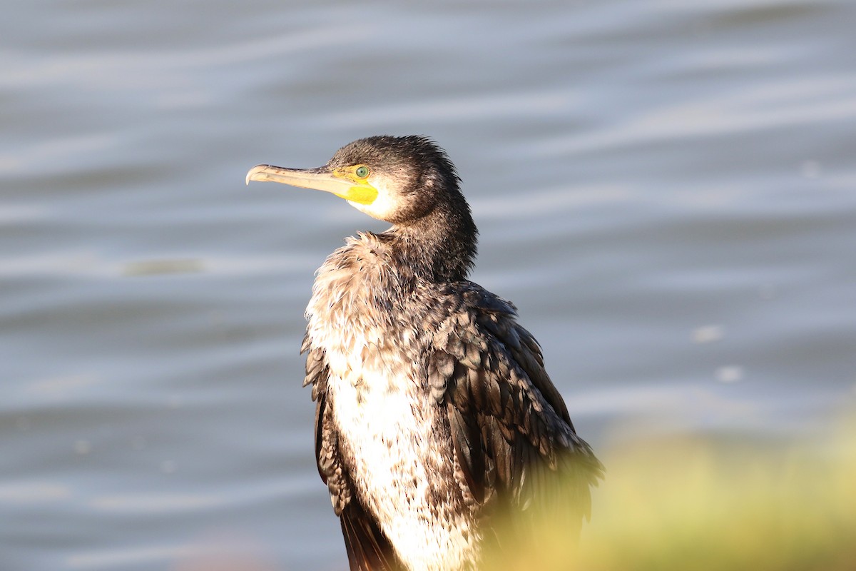 Great Cormorant - ML615702219