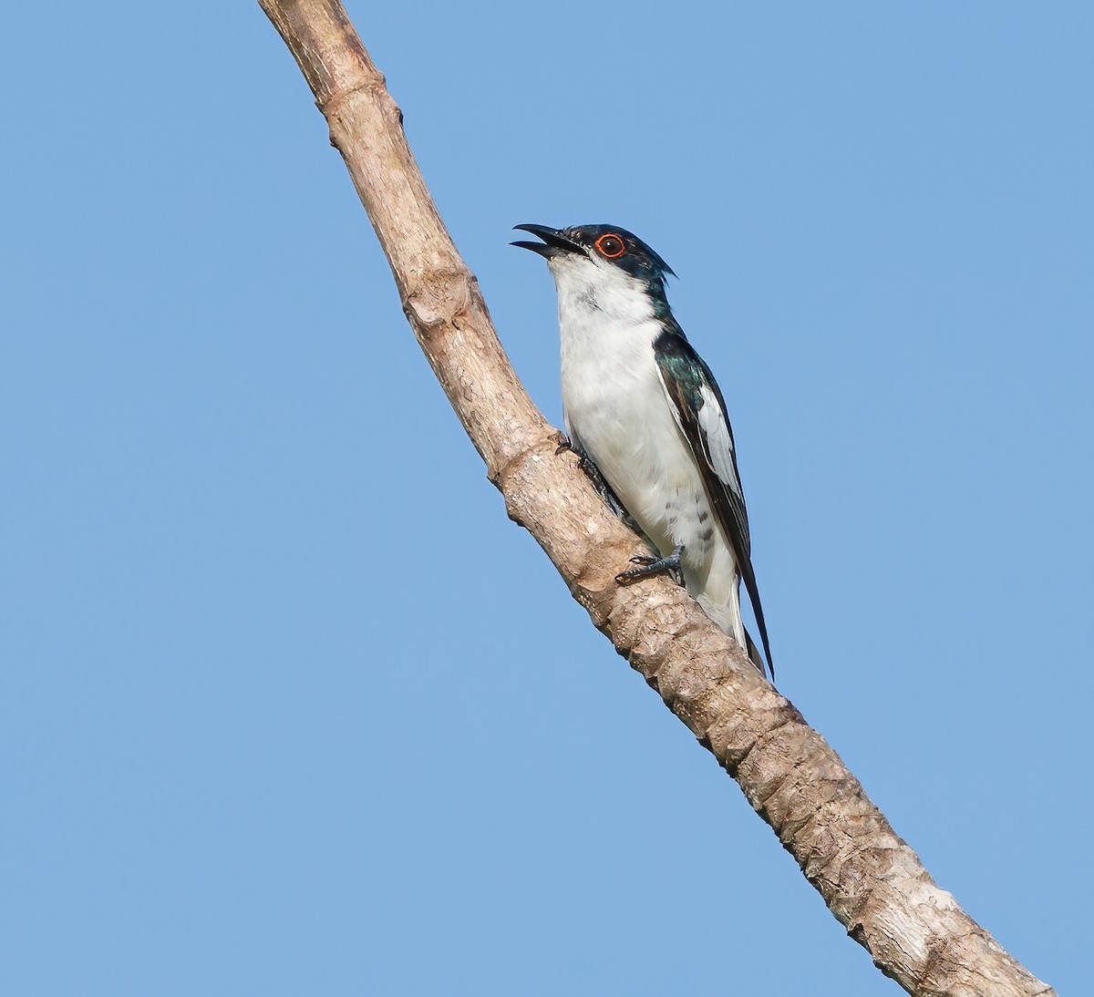 Little Bronze-Cuckoo (Pied) - Wilbur Goh