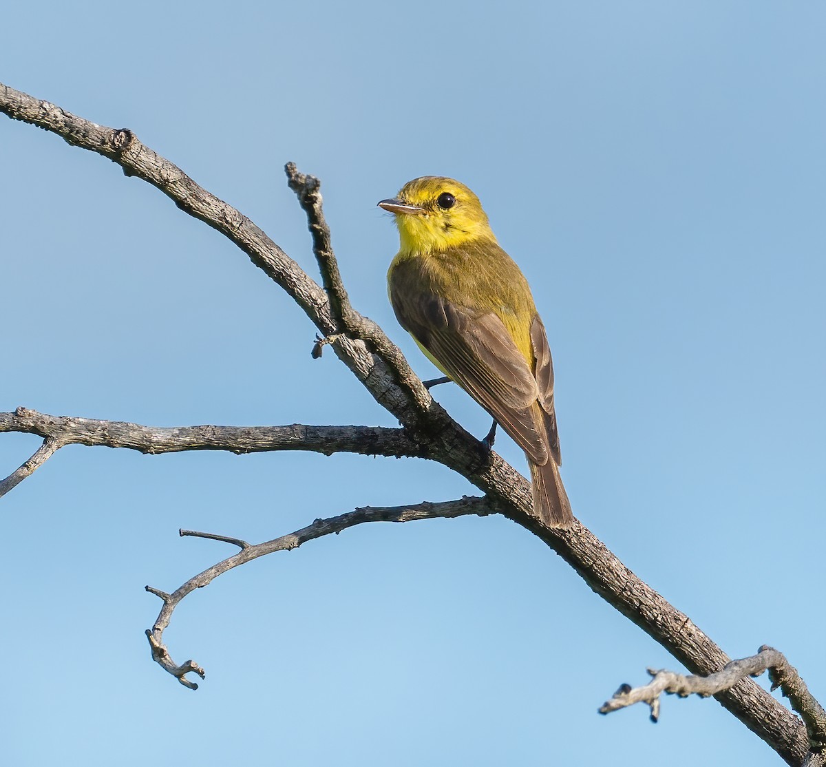 Golden-bellied Flyrobin - ML615702229