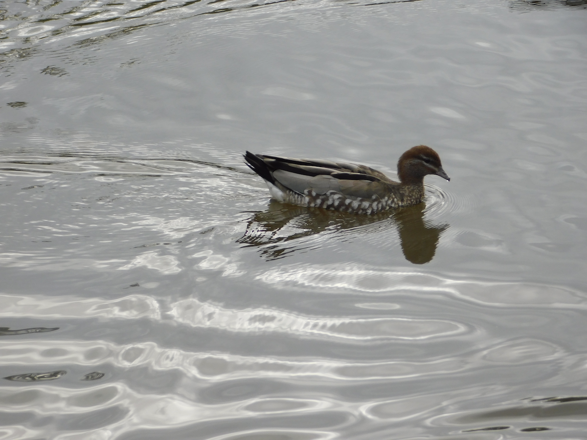 Maned Duck - ML615702230