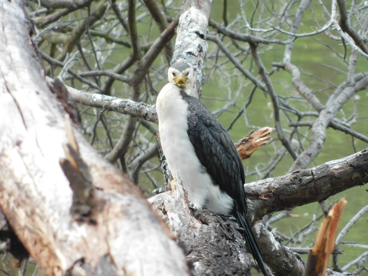 Little Pied Cormorant - ML615702242