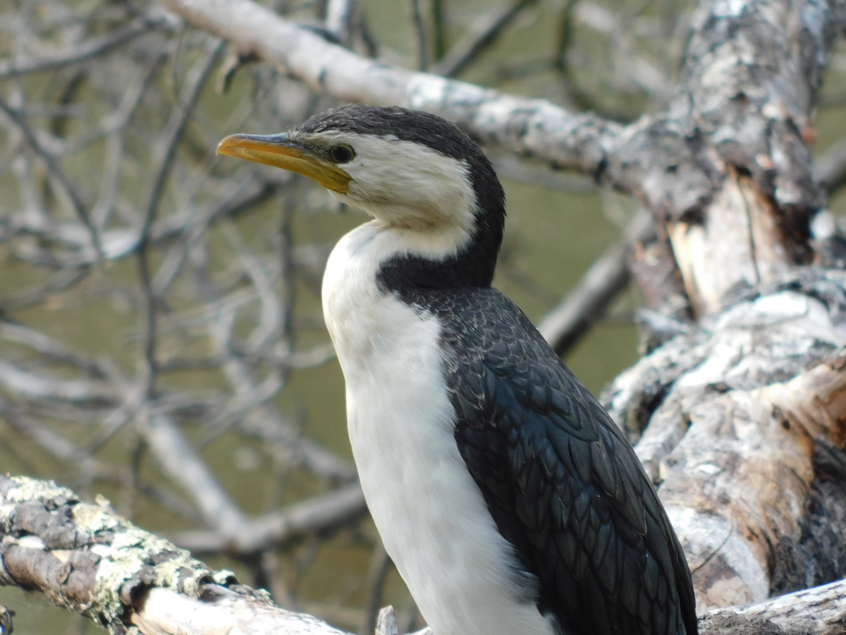 Little Pied Cormorant - ML615702244