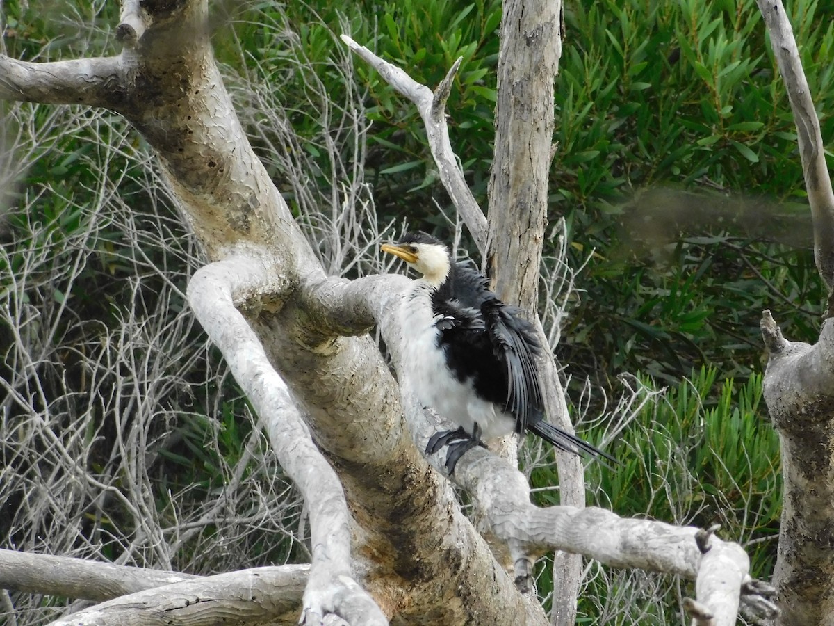 Little Pied Cormorant - ML615702259