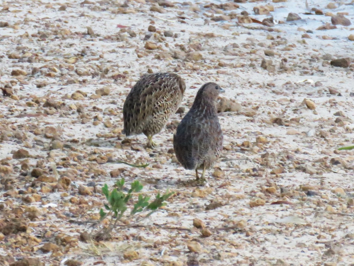 Brown Quail - Michel Turcot