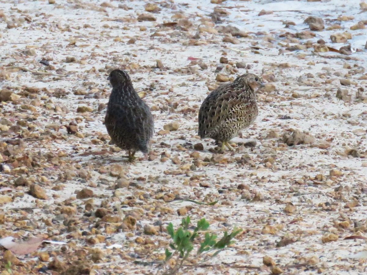 Brown Quail - ML615702289