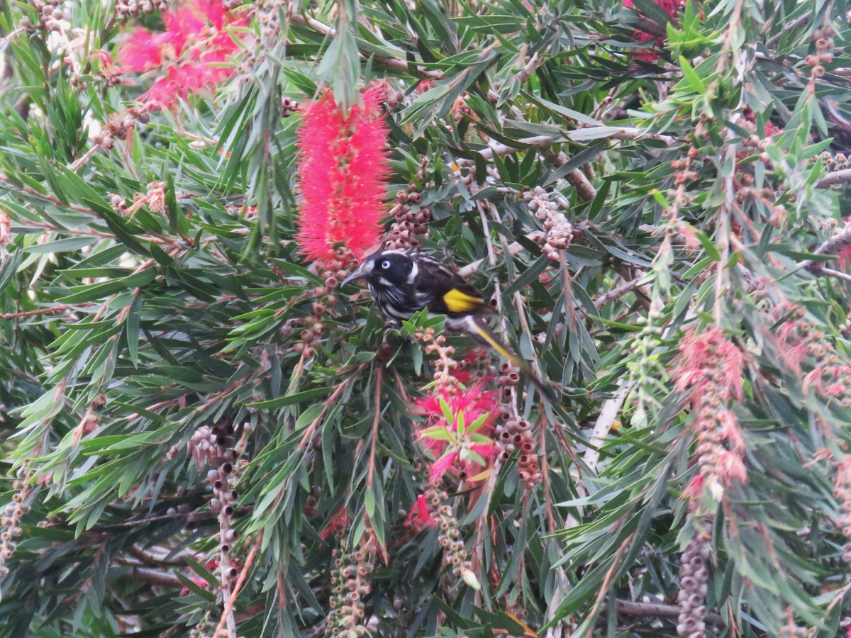 New Holland Honeyeater - ML615702295