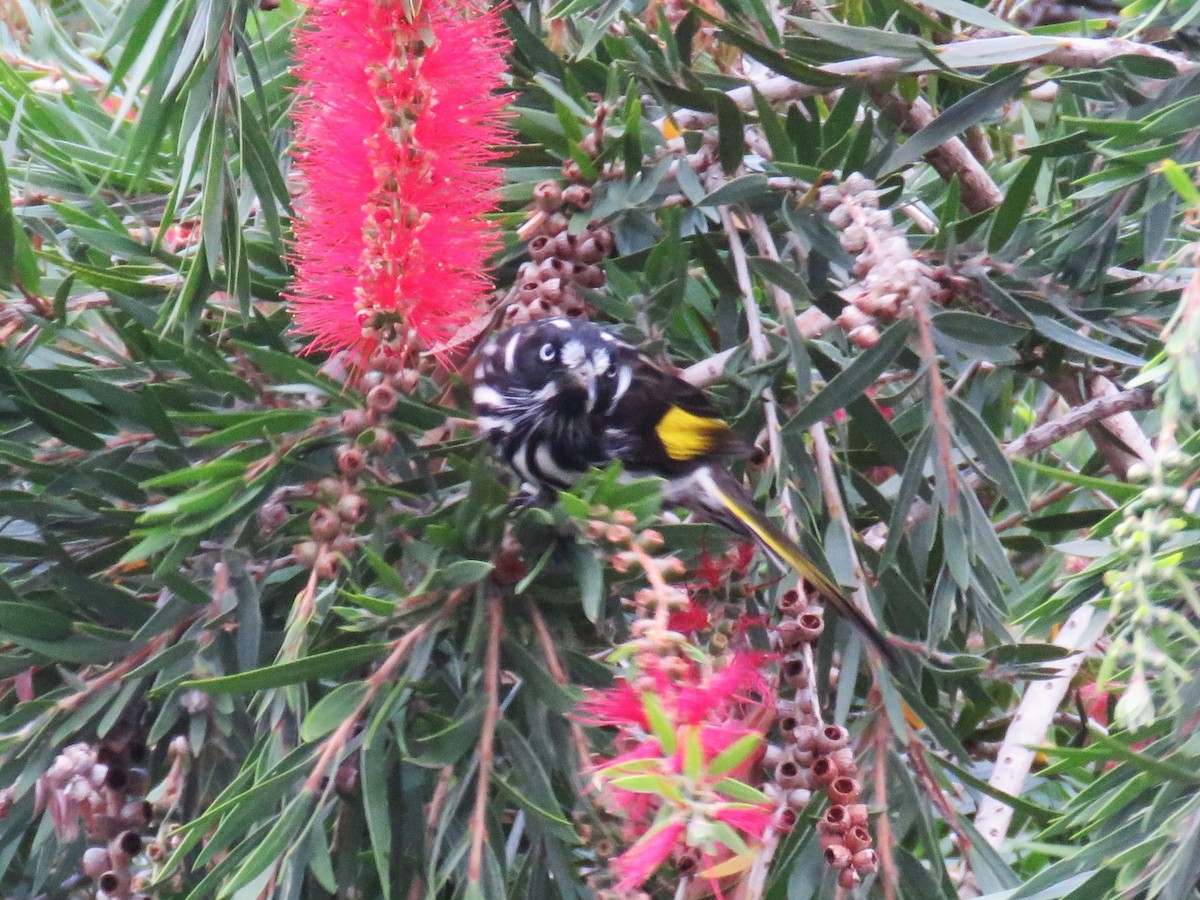 New Holland Honeyeater - ML615702299