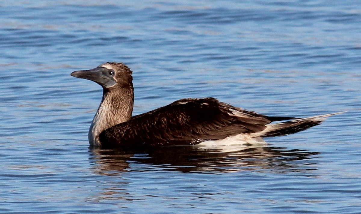 Blue-footed Booby - ML61570231