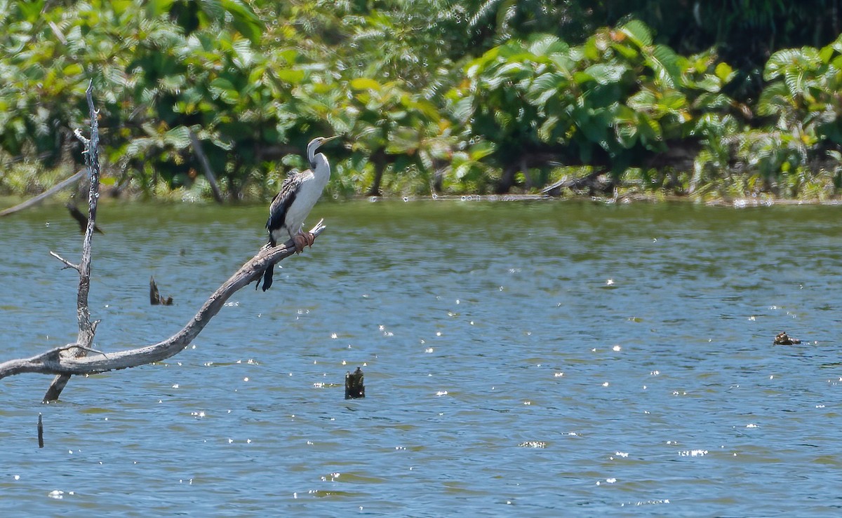 anhinga australská - ML615702311