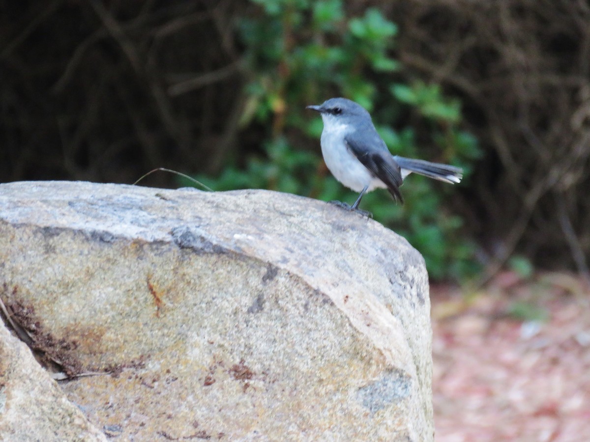 White-breasted Robin - Michel Turcot