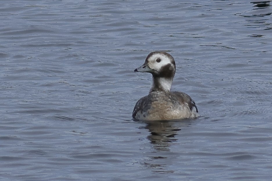 Long-tailed Duck - ML615702360