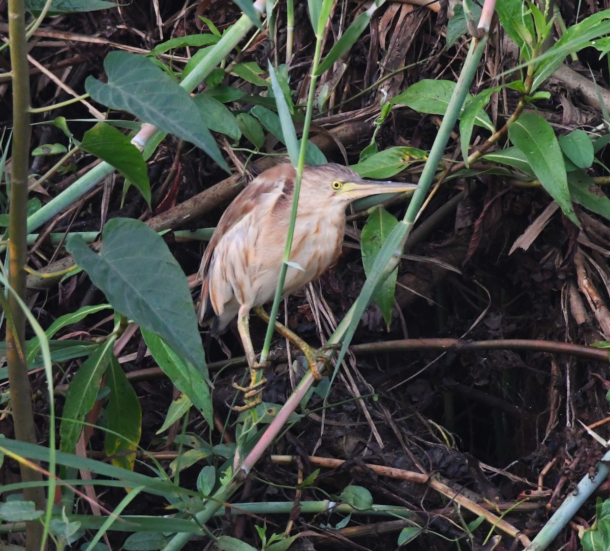 Yellow Bittern - ML615702369