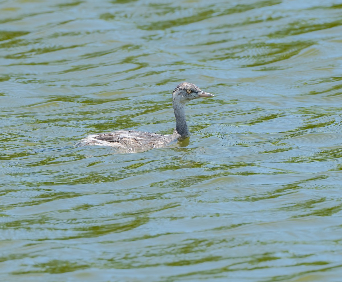 Australasian Grebe - ML615702372