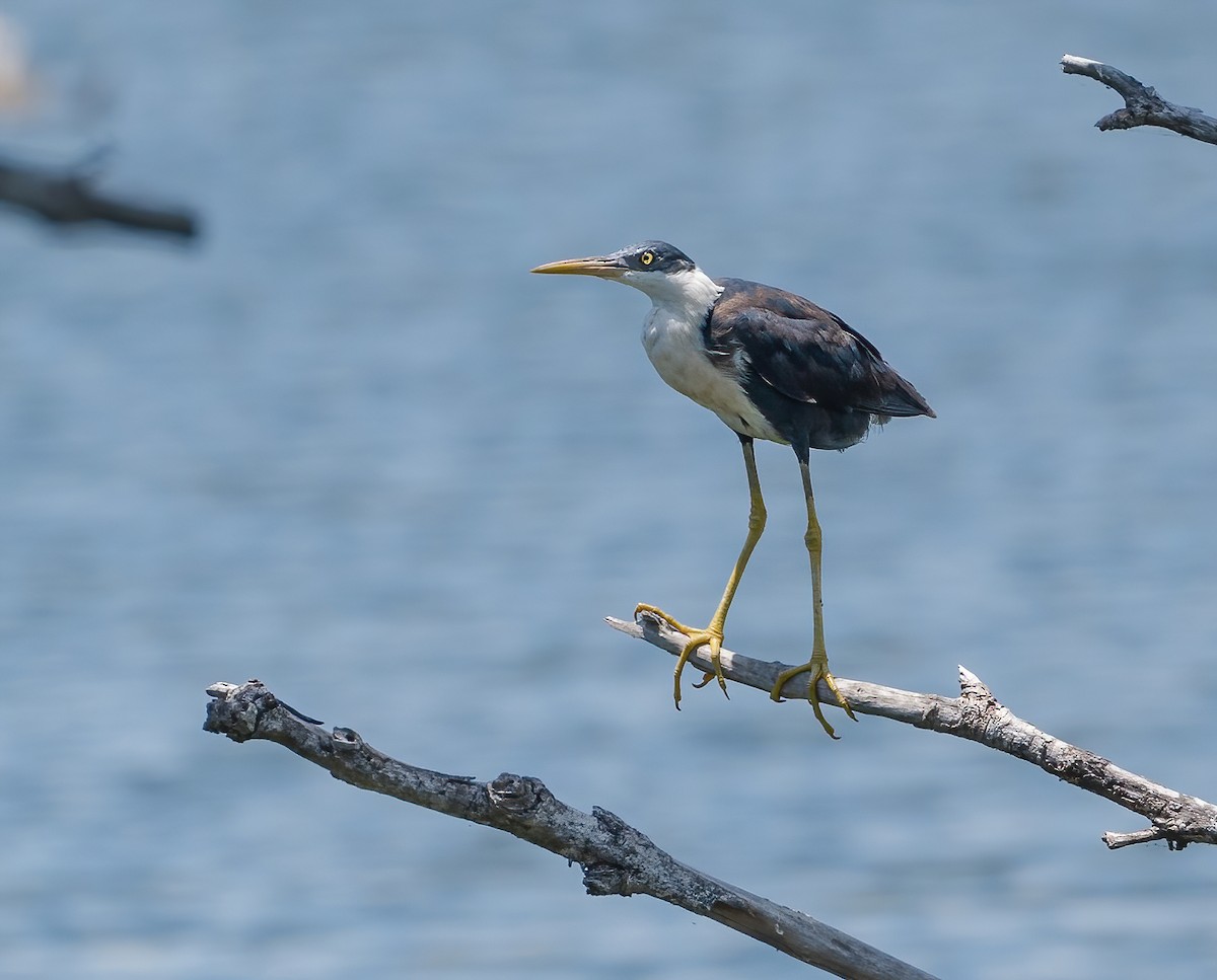 Pied Heron - ML615702375