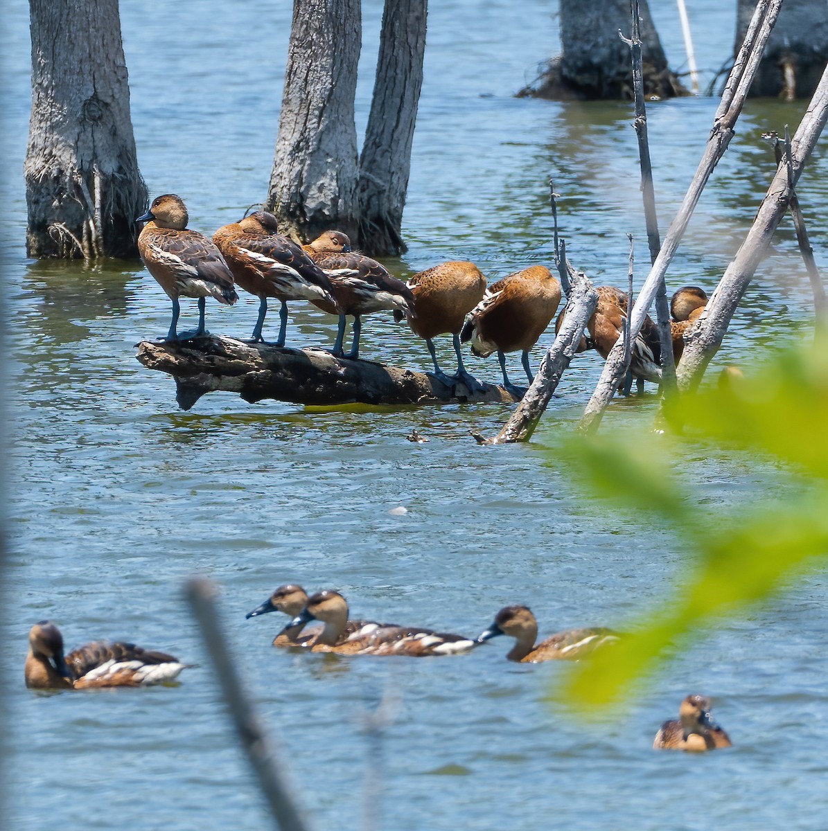 Wandering Whistling-Duck - Wilbur Goh