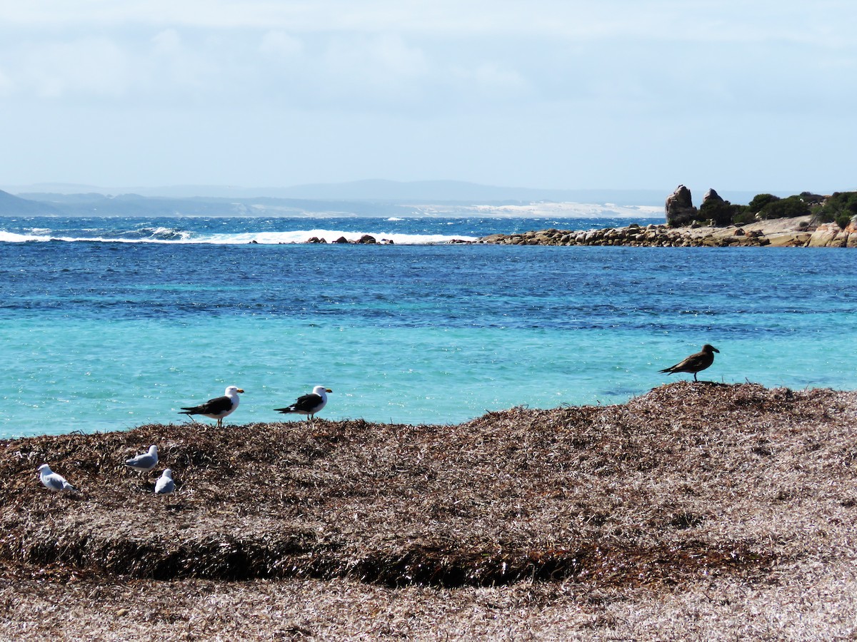 Pacific Gull - ML615702436