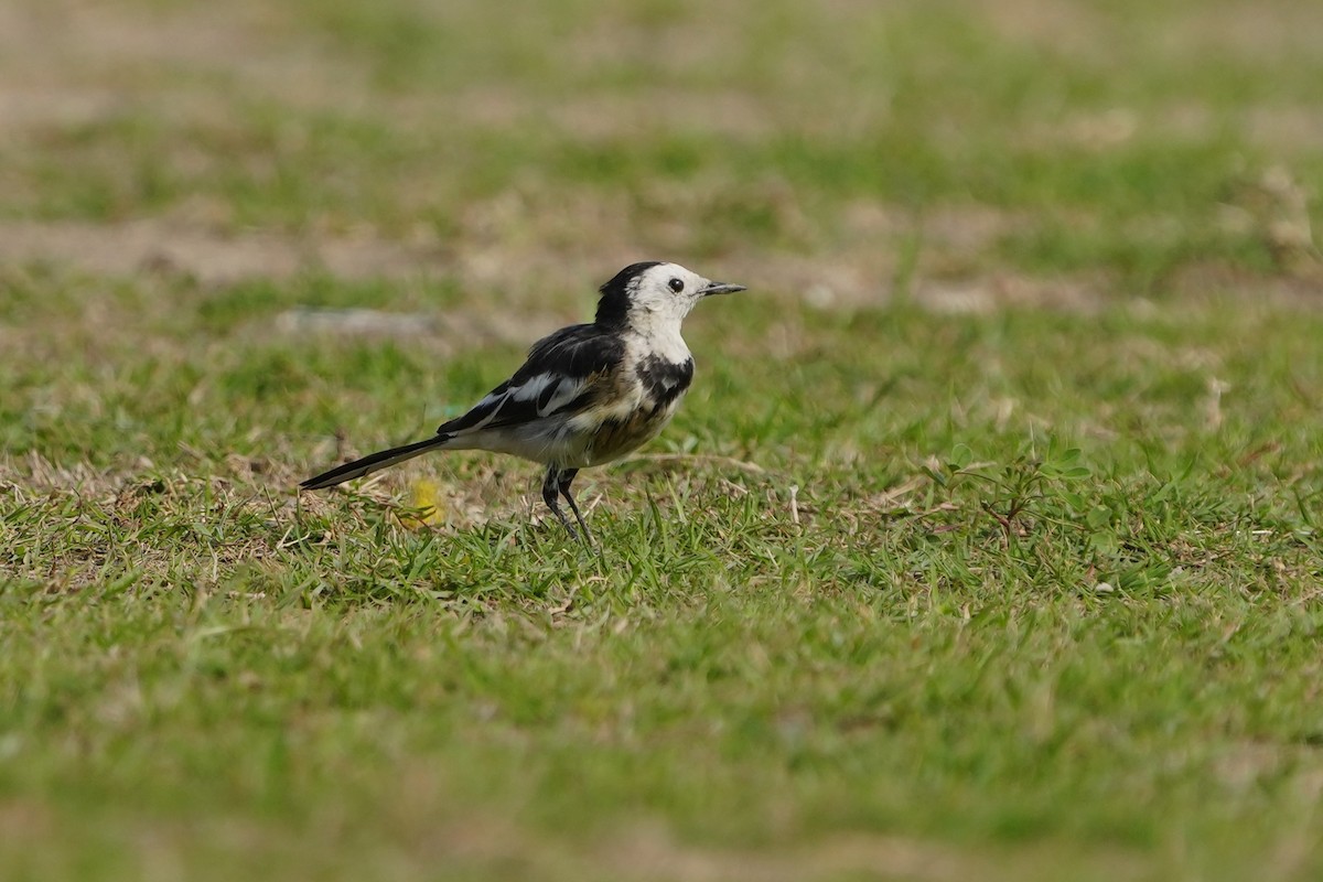 White Wagtail (Chinese) - 重融 黃