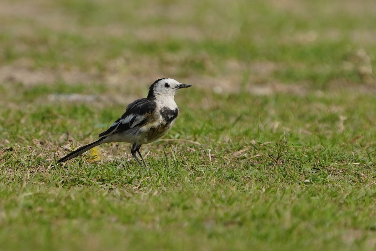 White Wagtail (Chinese) - ML615702439