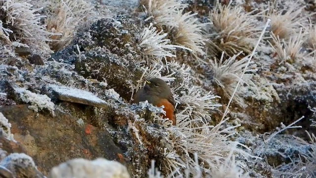 Alpine Accentor - ML615702440