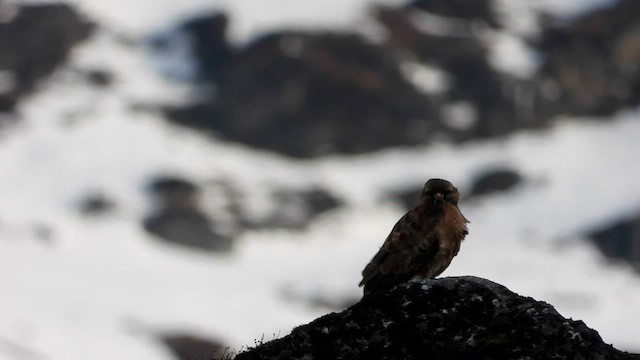 Tibetbussard - ML615702445