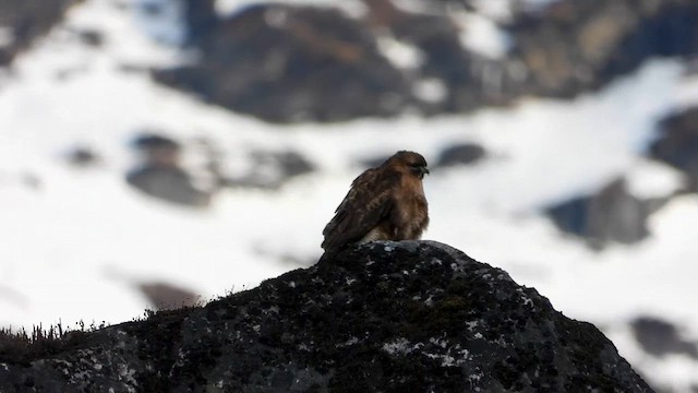 Tibetbussard - ML615702446