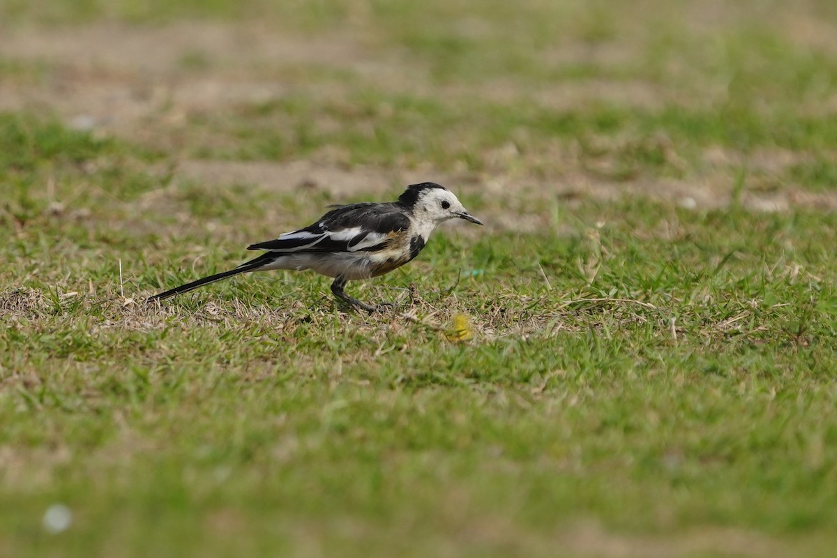 White Wagtail (Chinese) - ML615702449