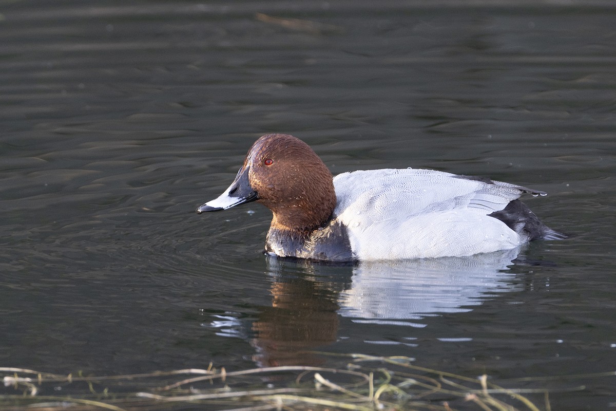 Common Pochard - Khaleb Yordan