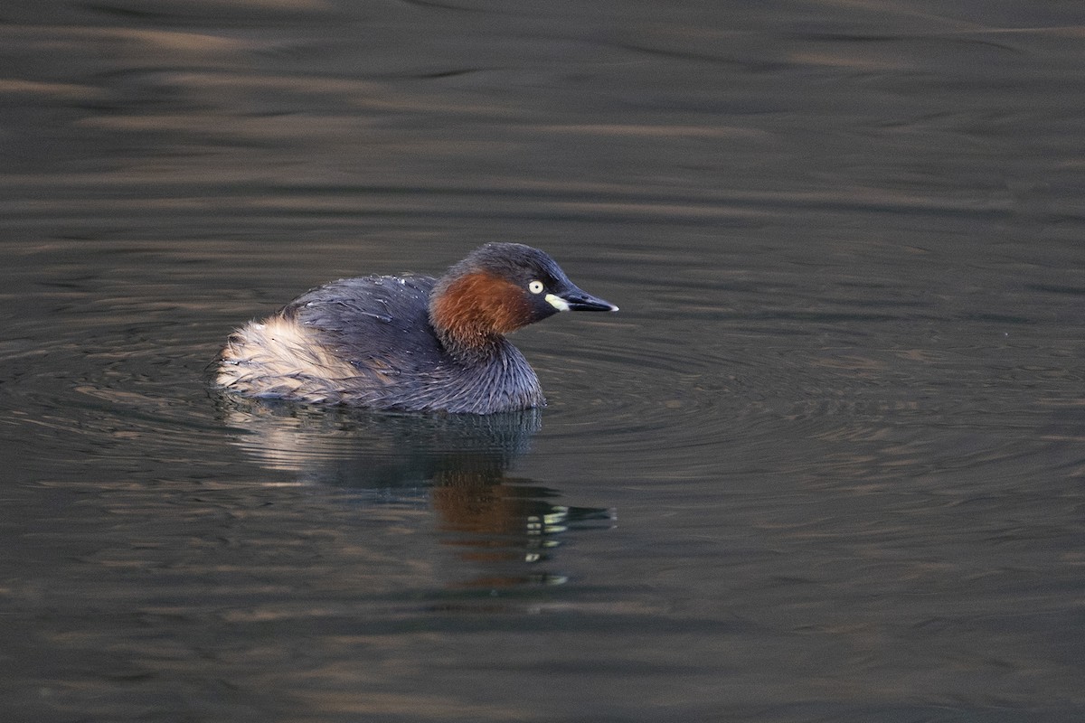 Little Grebe - ML615702460