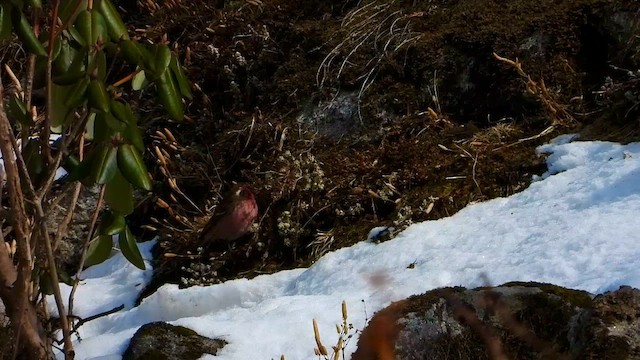 Himalayan White-browed Rosefinch - ML615702468