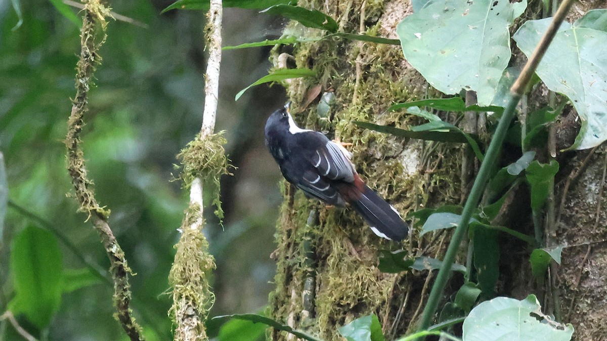 Rufous-backed Sibia - ML615702472