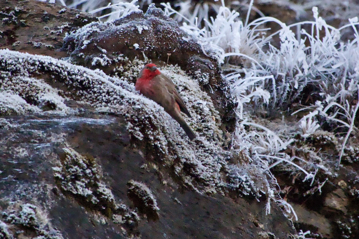 Red-fronted Rosefinch - ML615702478