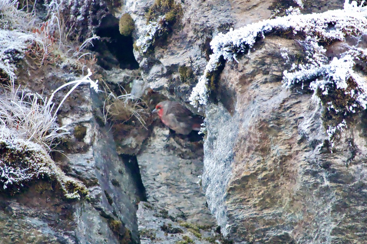 Red-fronted Rosefinch - ML615702479