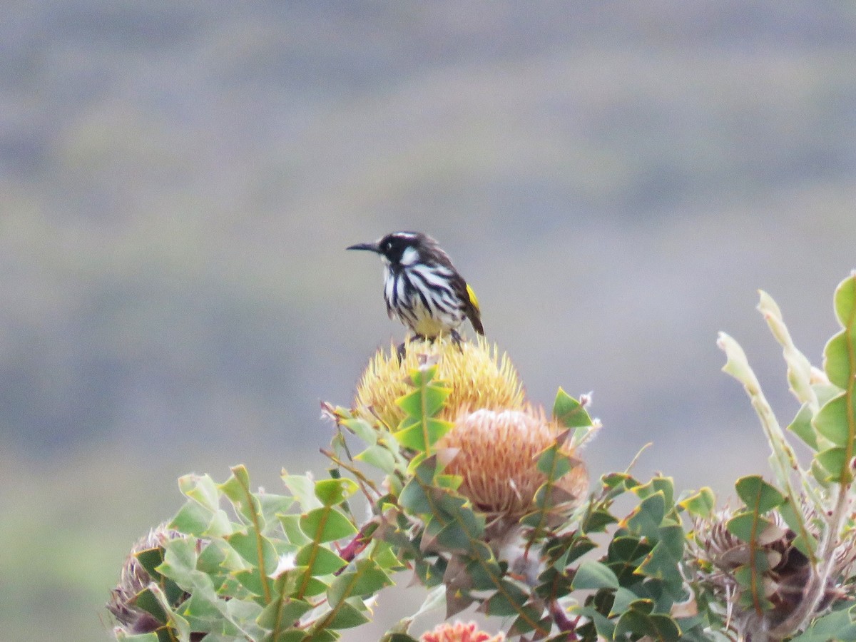 New Holland Honeyeater - Michel Turcot