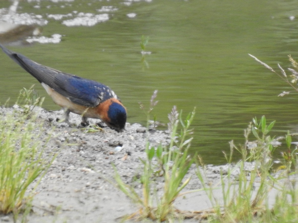 Red-rumped Swallow - ML615702524