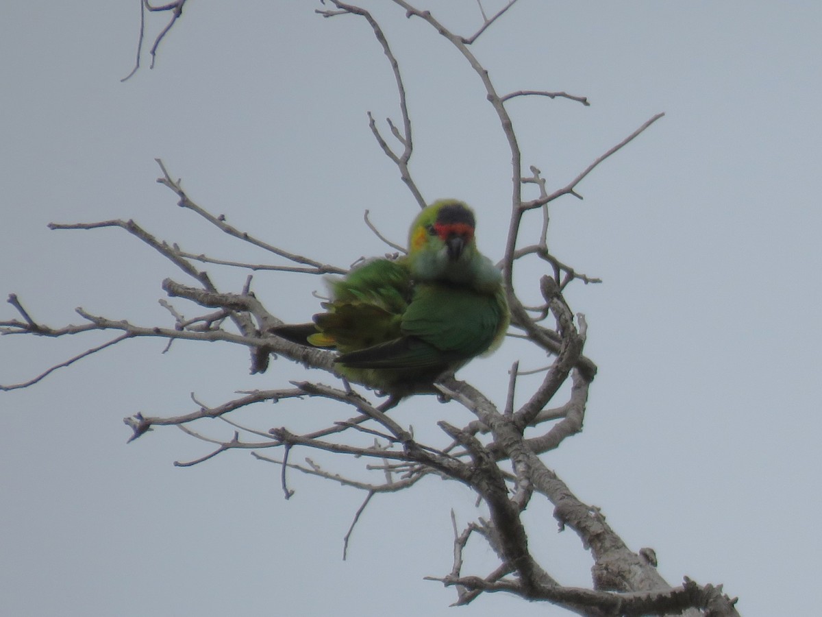 ムラサキガシラジャコウインコ - ML615702538