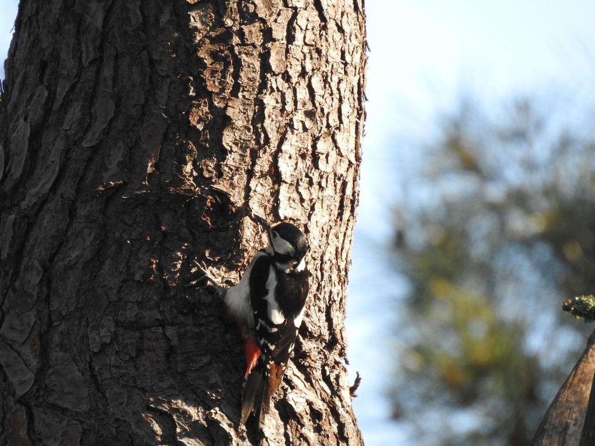 Great Spotted Woodpecker - Mário Ruivo