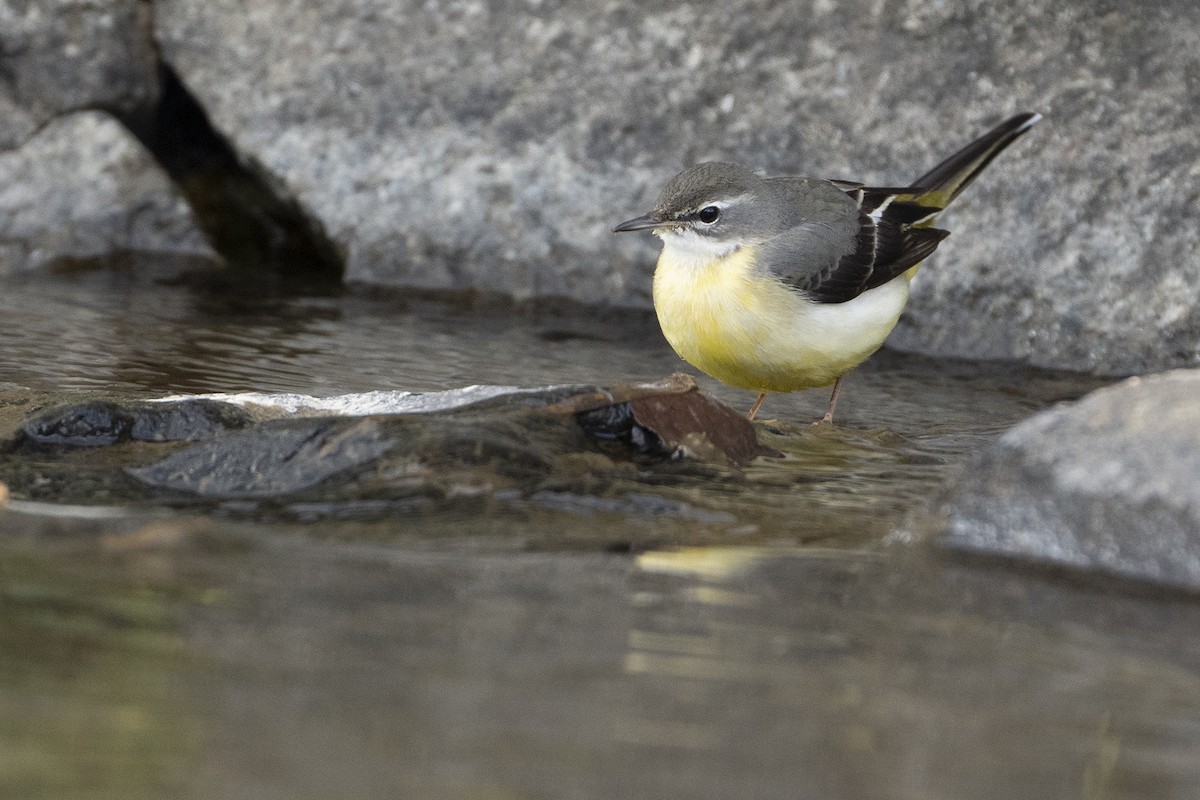 Gray Wagtail - Khaleb Yordan