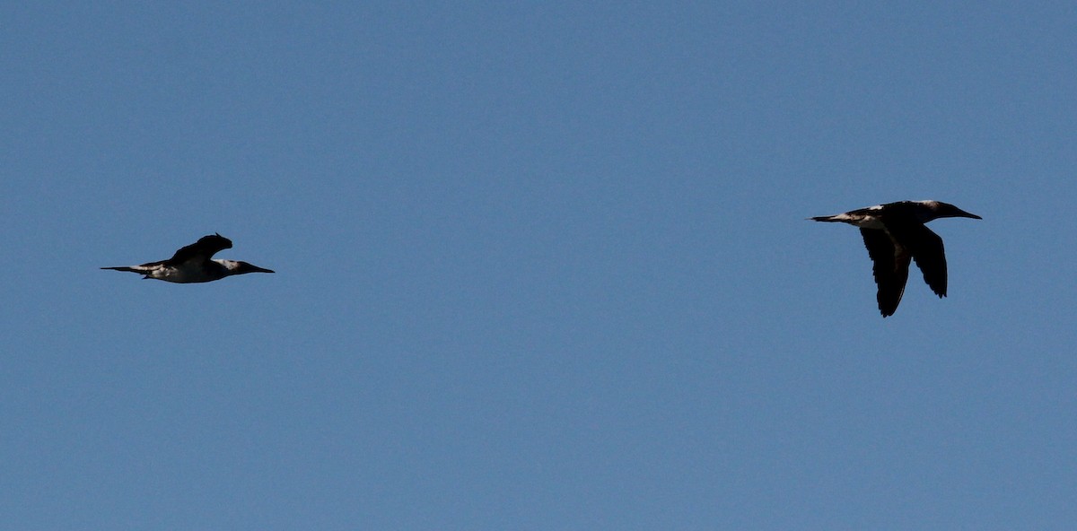 Blue-footed Booby - ML61570261
