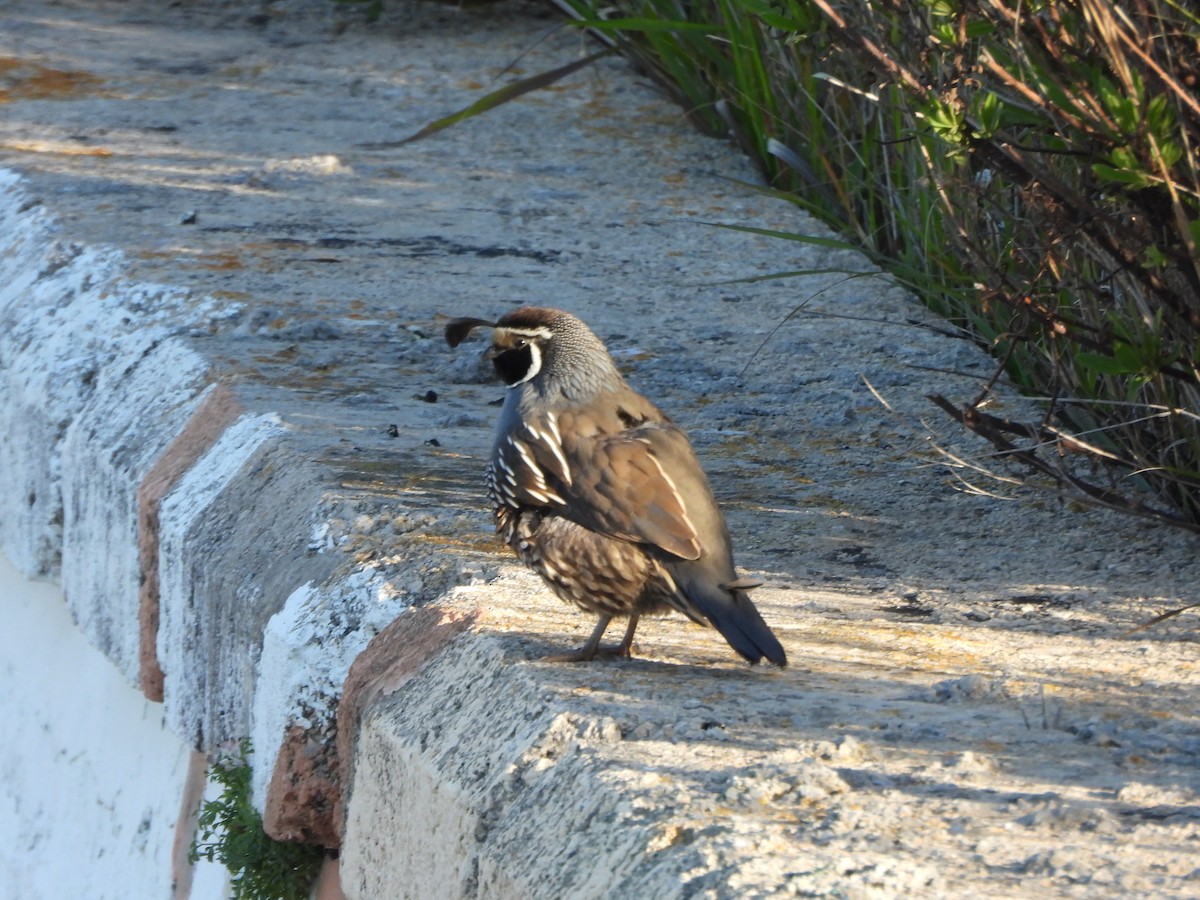 California Quail - ML615702615