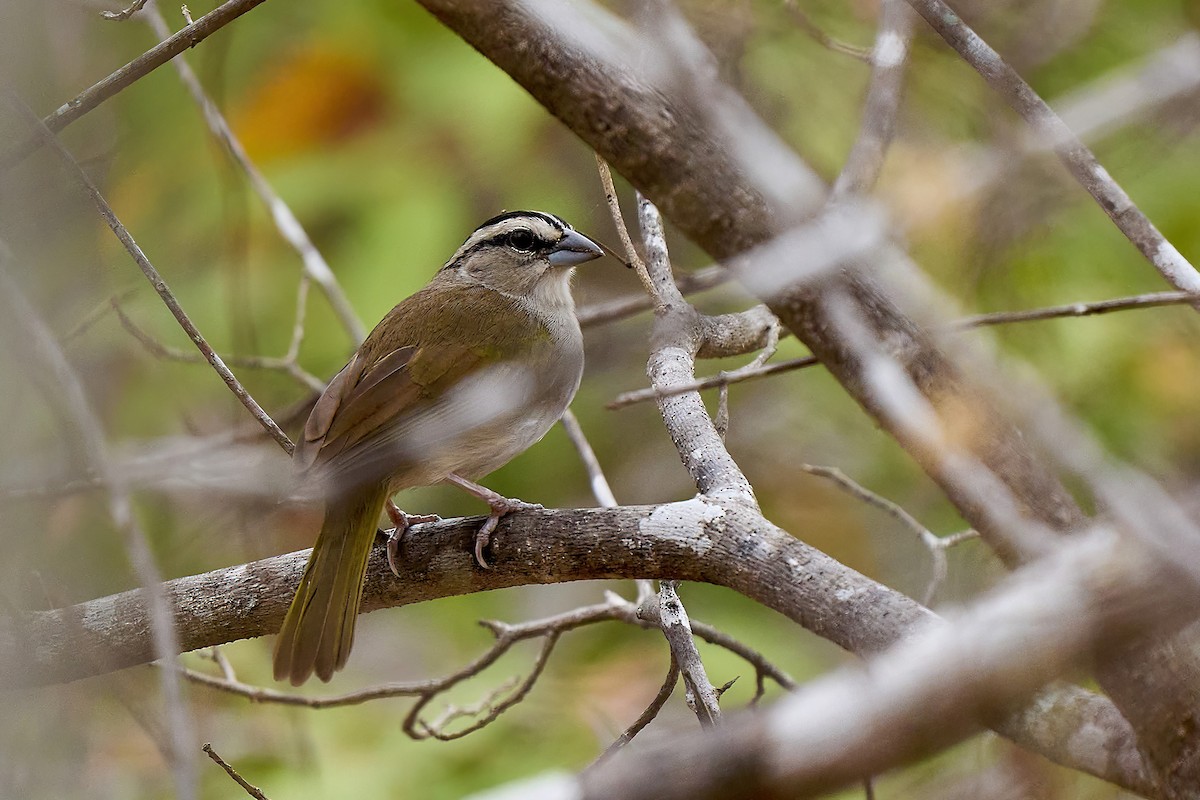 Tocuyo Sparrow - ML615702617