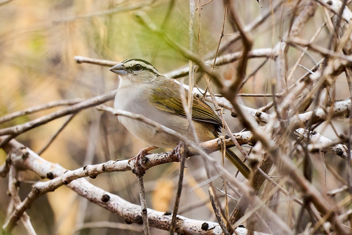 Tocuyo Sparrow - ML615702619