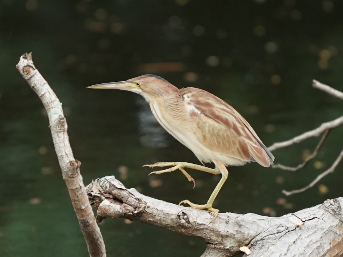 Yellow Bittern - ML615702651