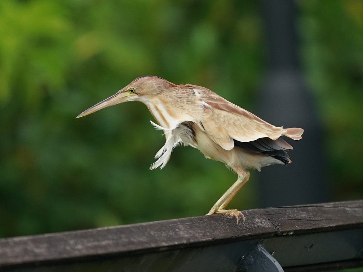 Yellow Bittern - ML615702653