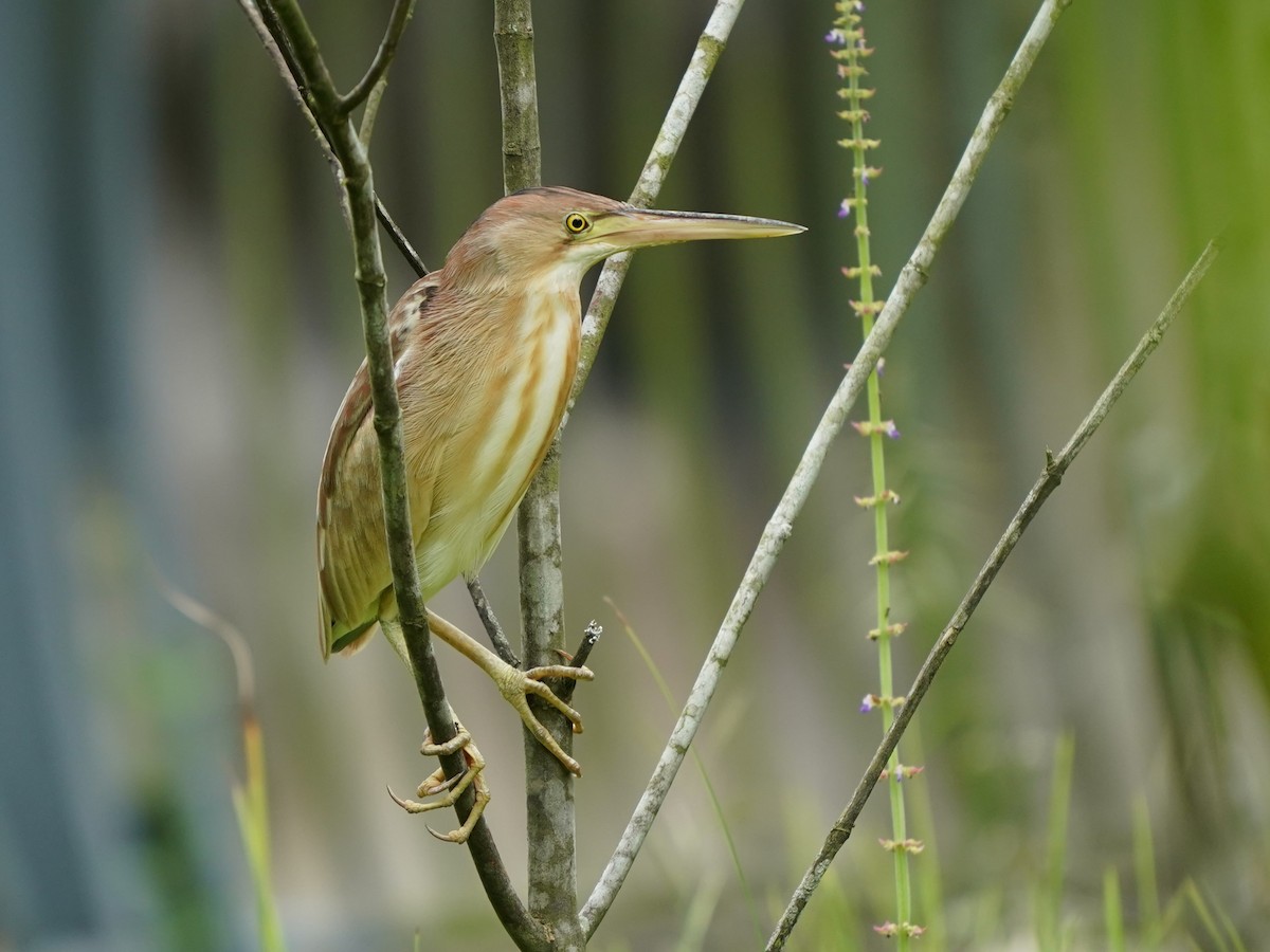 Yellow Bittern - ML615702654