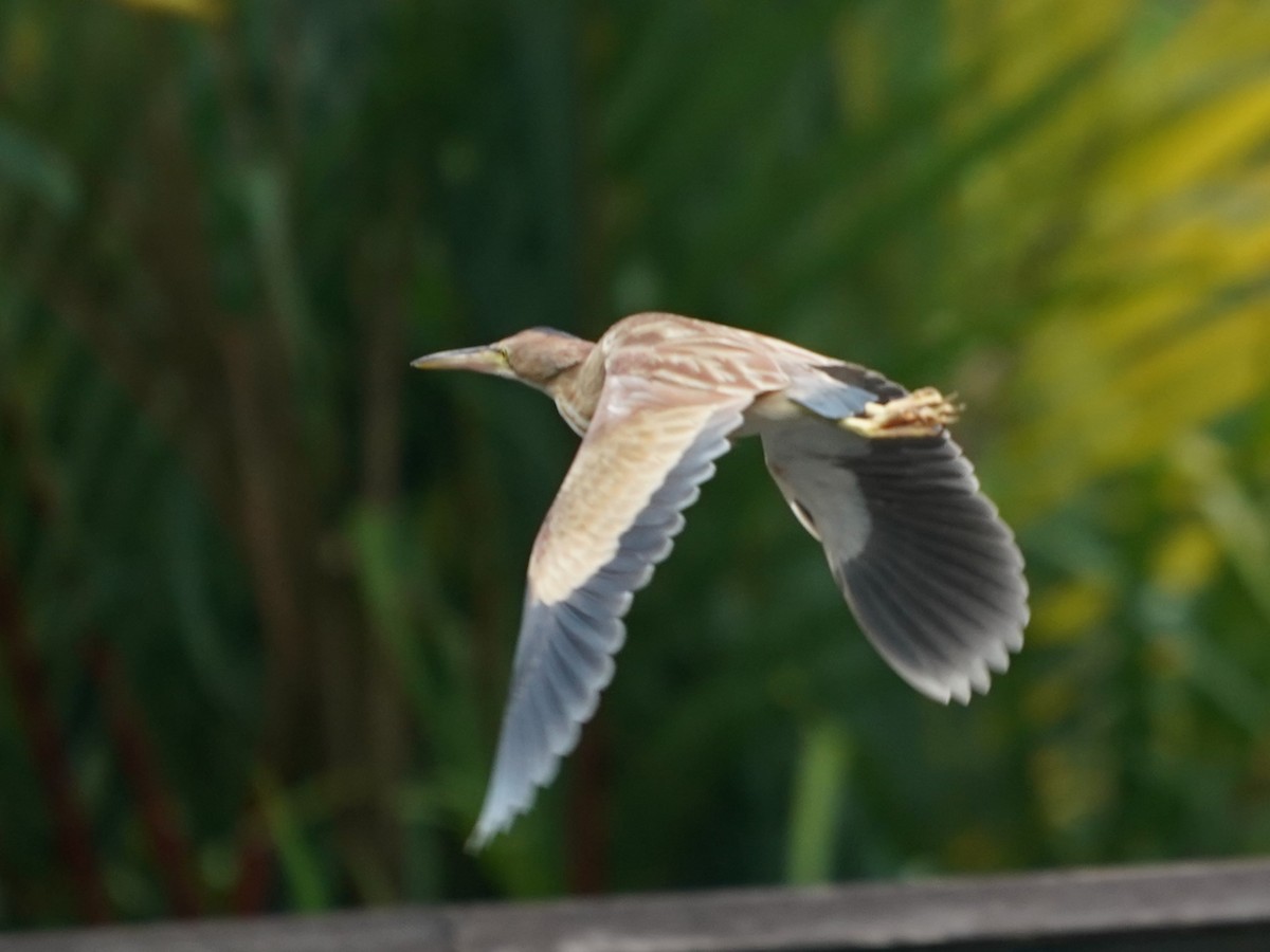 Yellow Bittern - ML615702655