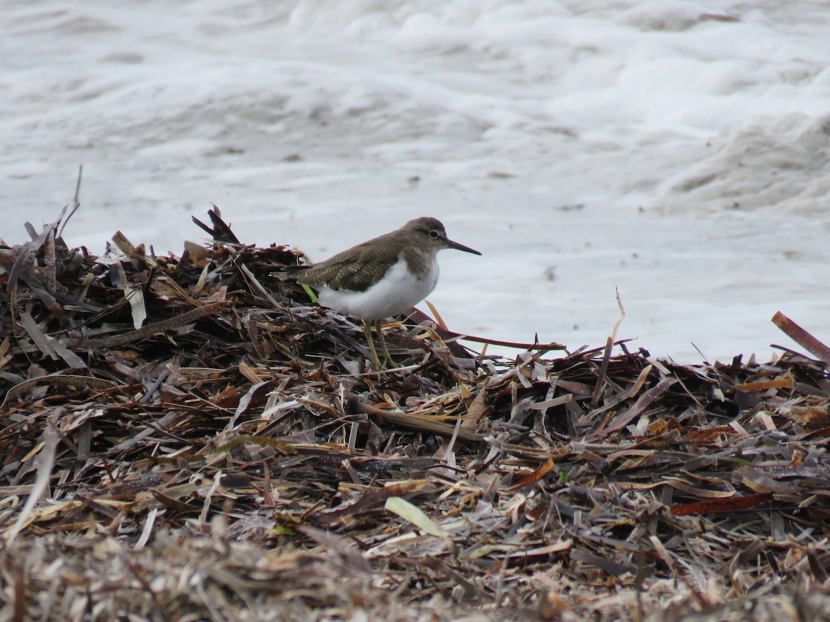 Common Sandpiper - ML615702671